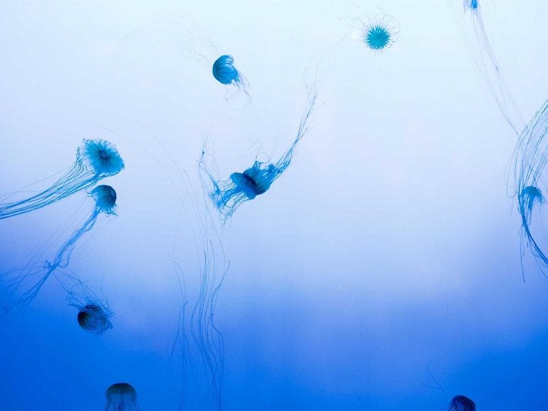 Coleman Hurricane 750 Touchless Automatic — Good Condition