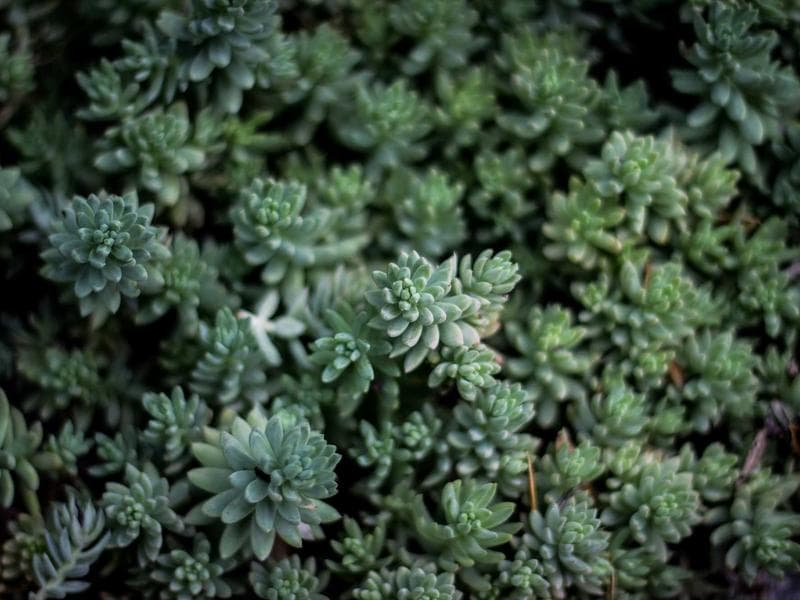 ICS Gate Entry System with RFID — CA