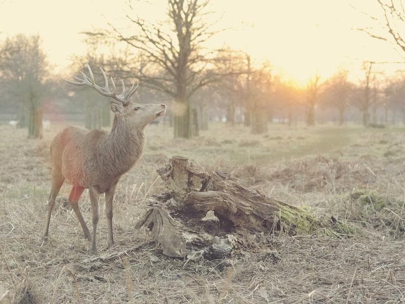 Self-Serve Rotary Switch Timer — Digital Upgrade Kit — New