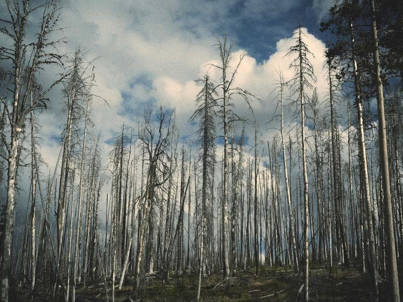 MacNeil HP Wrap-Around — Refurbished — Refurbished